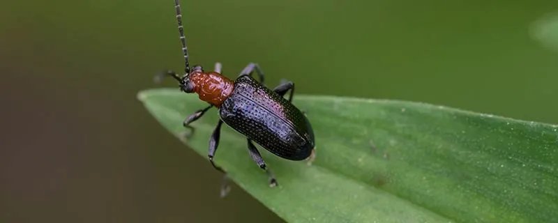 隐翅虫主要分布在哪里 隐翅虫主要分布在哪个地方