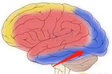大脑后动脉供血区域图