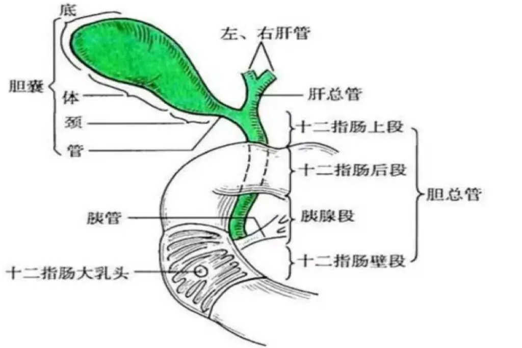 胆管解剖结构示意图