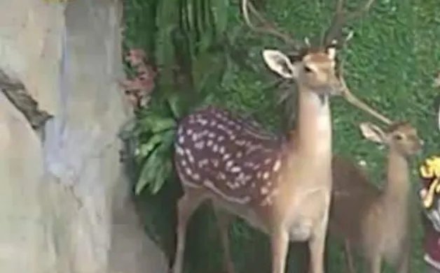 从小学生拔标本鹿角给爷爷补身体这件事中，你看出了什么？