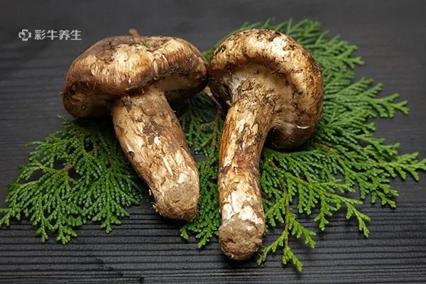 松茸怎么保存最好