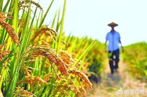 现在主要哪个地区种植稻谷？何时播种？一亩产量是多少？