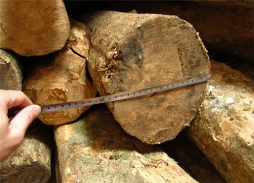 小叶黄杨木要不要上油