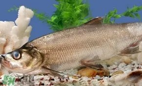 翘壳鱼怎么做好吃?翘壳鱼刺多吗