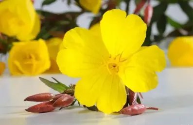 黄花磷酸是什么？