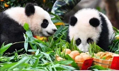 大连大熊猫跟游客击掌,大熊猫在动物园都有怎样的待遇?