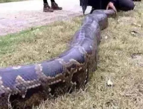 桂平挖蛇事件是真的吗?是真是假揭晓（图）