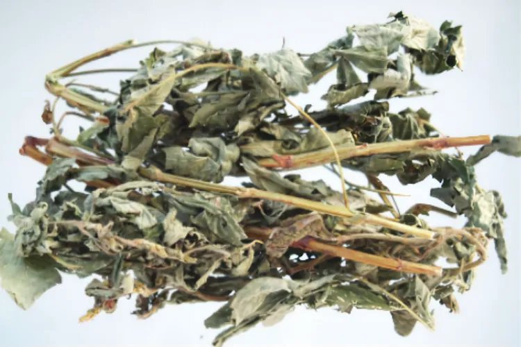 毛将军草药图片