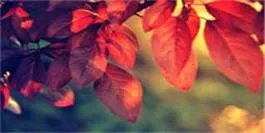 安徽合肥自愿连锁经营业合法吗？是国家项目 吗？不做了份额能转让吗