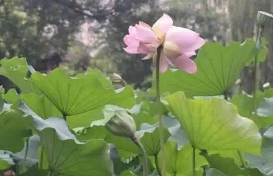 西溪湿地并蒂莲开花一天就被折 并蒂莲的名字的来源及花语是什么