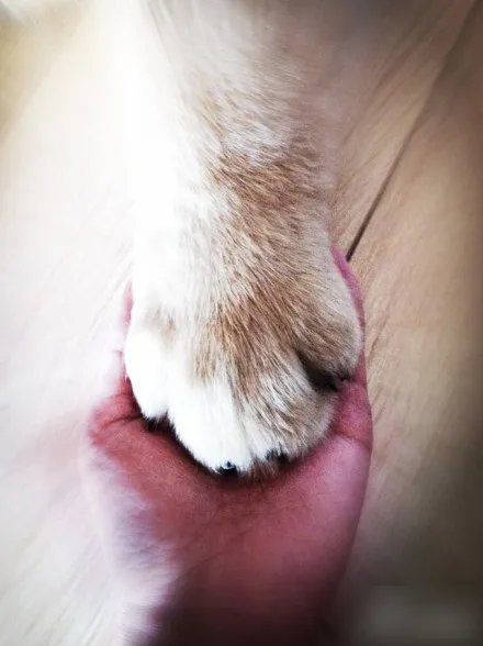 三个月的金毛犬有多大?求照片，求好心人