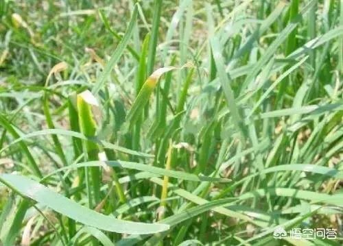 韭菜疫病有什么危害？怎样防治？