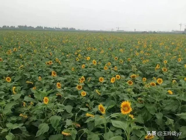 有什么好的网赚项目？