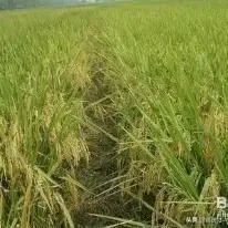 东北为什么产大米