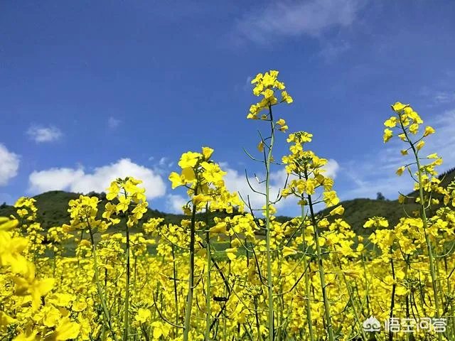 八九月份适合去哪里旅游？