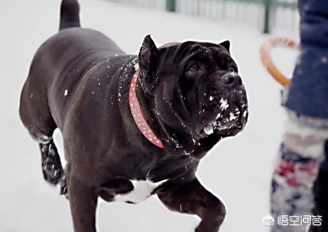 狗真的会在危险时刻保护人吗？