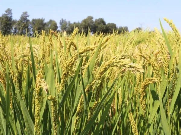 袁隆平团队沙漠海水稻亩产超千斤,海水稻与水稻有何区别?