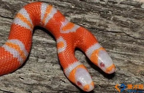 双头蛇眼贴的基本概况