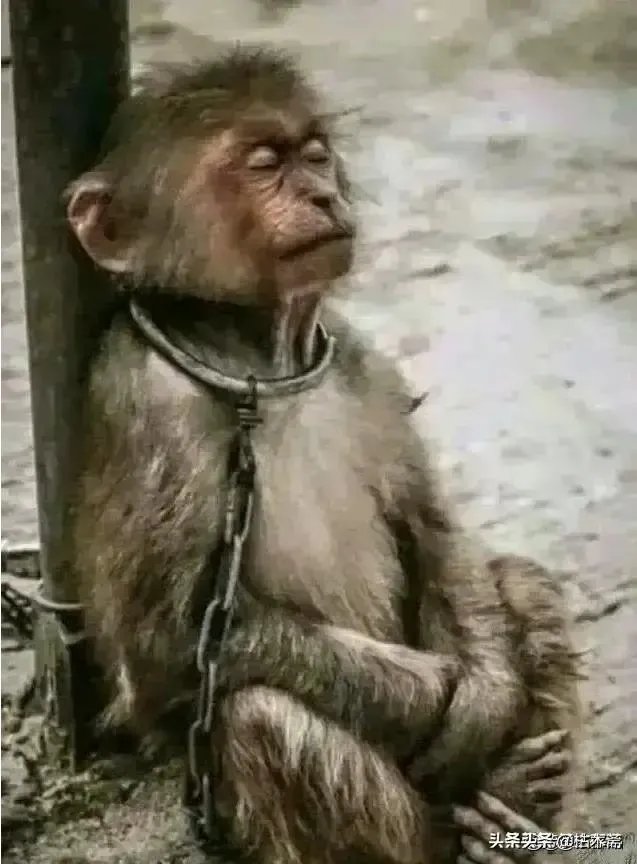 没几个人知道他爸爸的爷爷叫什么名字,传宗接代还有意义吗?