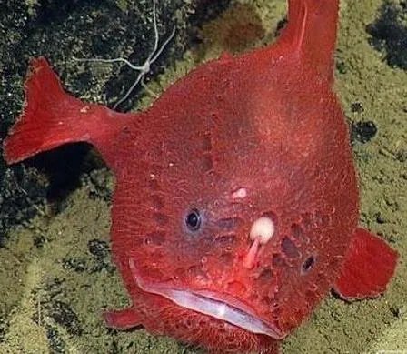 深海琵琶鱼图片：8英寸极其罕见深海琵琶鱼（图）