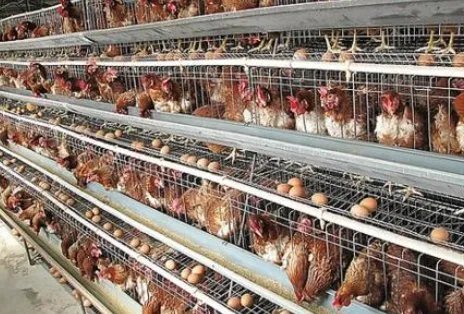 日本养鸡场如何用鸡粪发电？