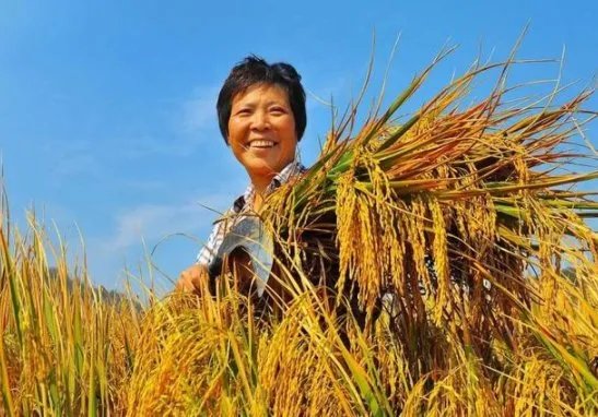 王福重说农民没有贡献，出大力流大汗是种懒惰和愚蠢，你怎么看？