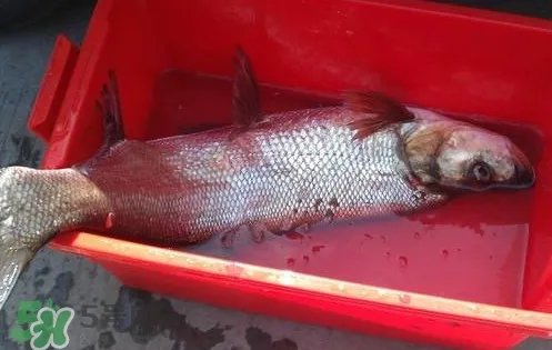 翘壳鱼怎么做好吃？翘壳鱼刺多吗