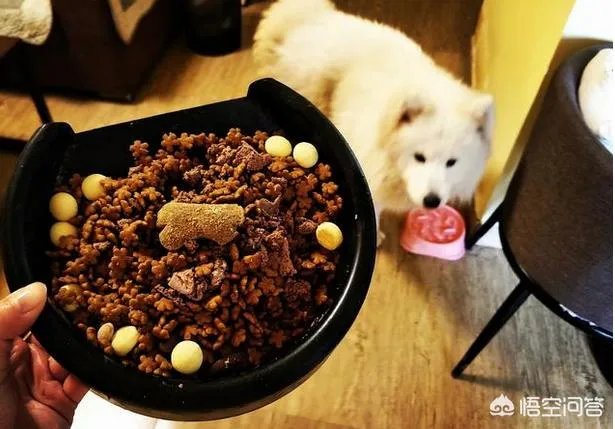 萨摩耶吃什么狗粮好？