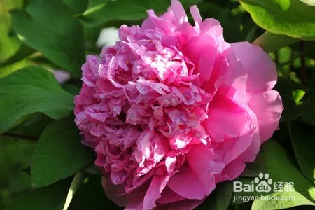 牡丹花该怎么种植