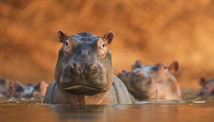河马在水里怎么走 河马在水里如何走