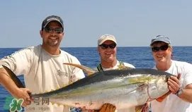 黄唇鱼可以养殖吗？黄唇鱼能养殖吗？