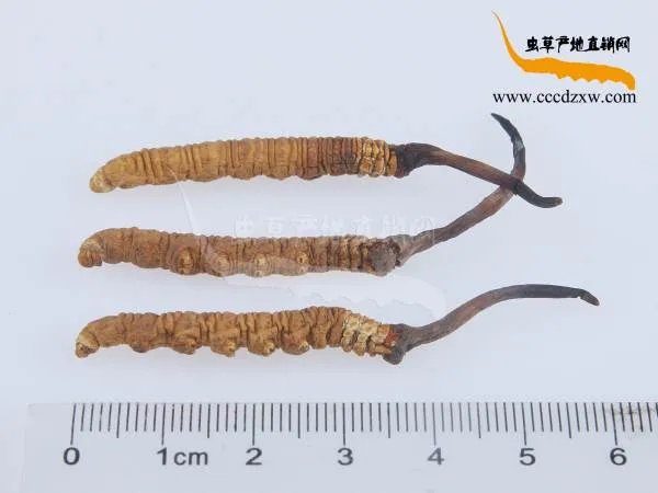 野生冬虫夏草图片
