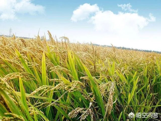 东北为什么产大米