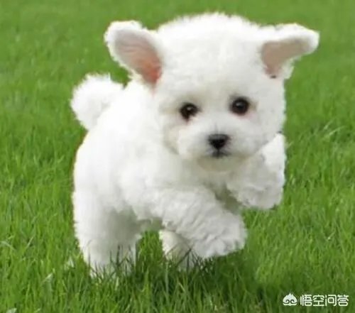 幼犬喂养方法？