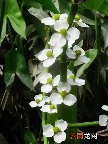 最美的35种水生植物花卉，好美！