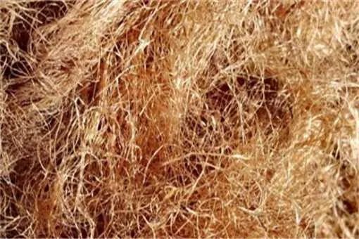 玉米须的功效与作用及用法禁忌大全!