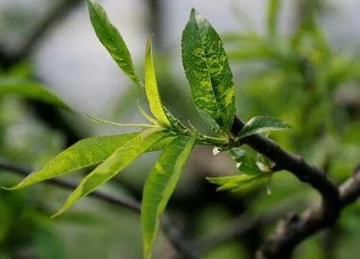 “桃叶像什么”怎么造比喻句？