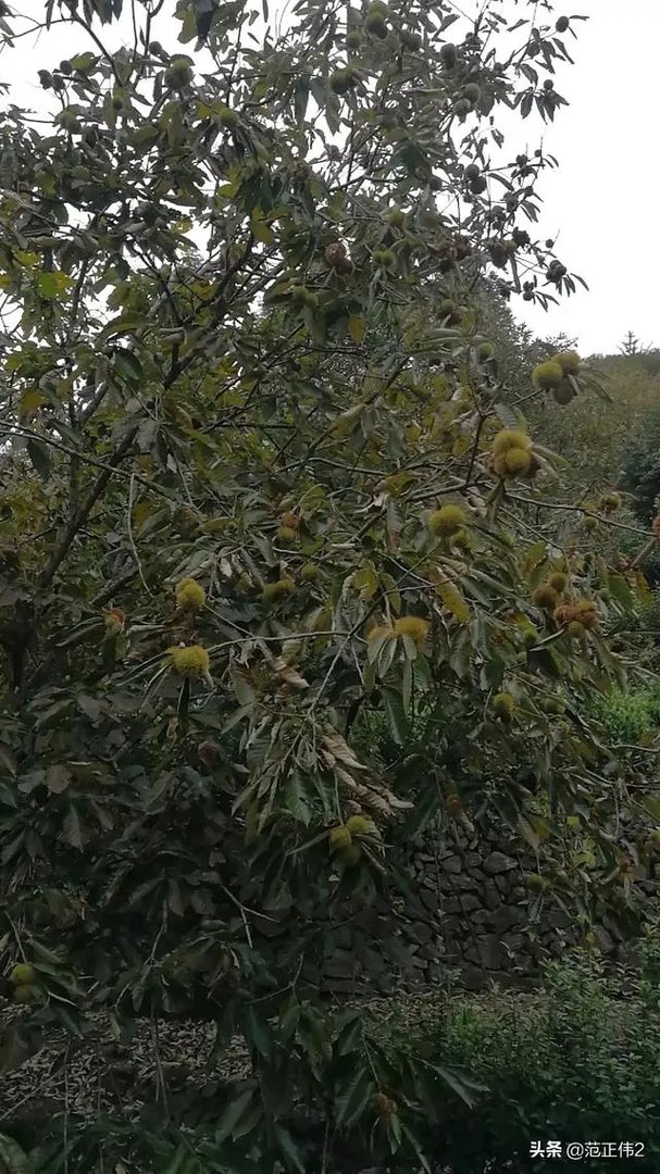 国庆长假,你们打算加班还是放假去城市周边旅游呢?