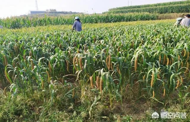 现在主要哪个地区种植稻谷？何时播种？一亩产量是多少？