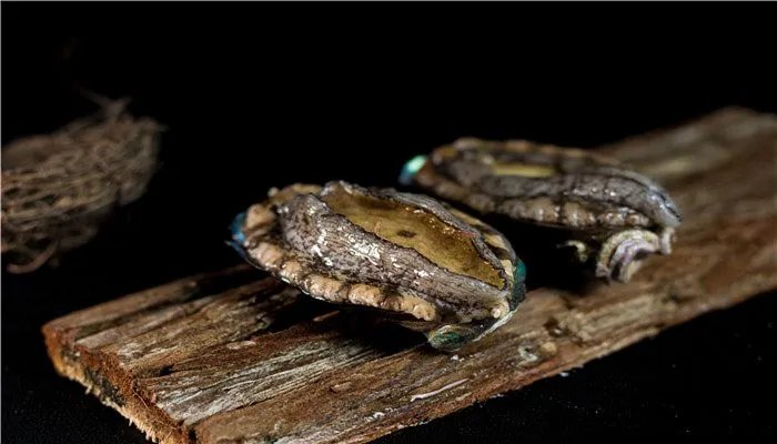 鲍鱼是不是真正的鱼 如何选择鲍鱼