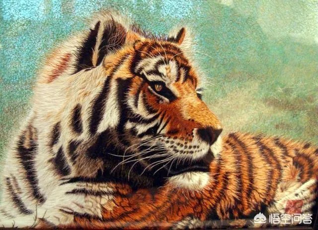 老虎与棕熊，谁更厉害？