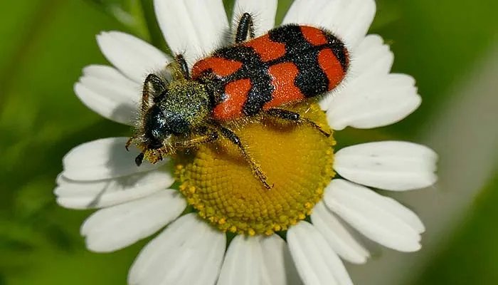 隐翅虫主要分布在哪里 隐翅虫主要分布在哪个地方