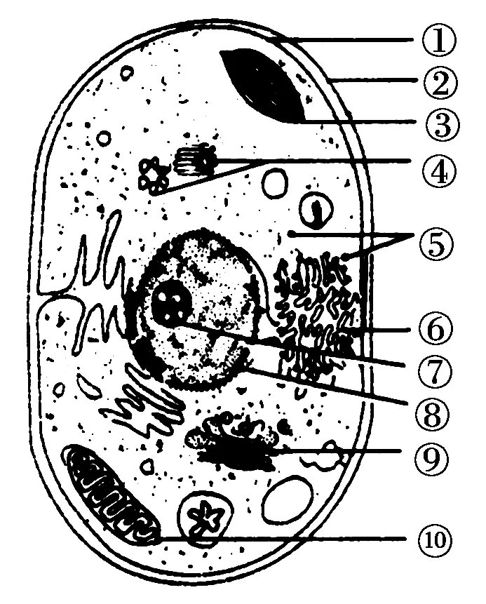 识图作答。题中[ ]填写图内指示结构的数字