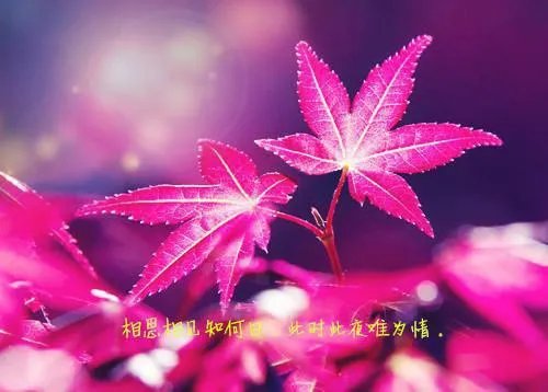 独家小说王妃一心想逃跑墨柔柔朱元若墨依灵章节免费阅读