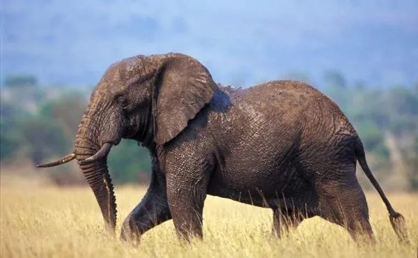 5头大象为救小象跌落瀑布死亡，大象的情感有多丰富？