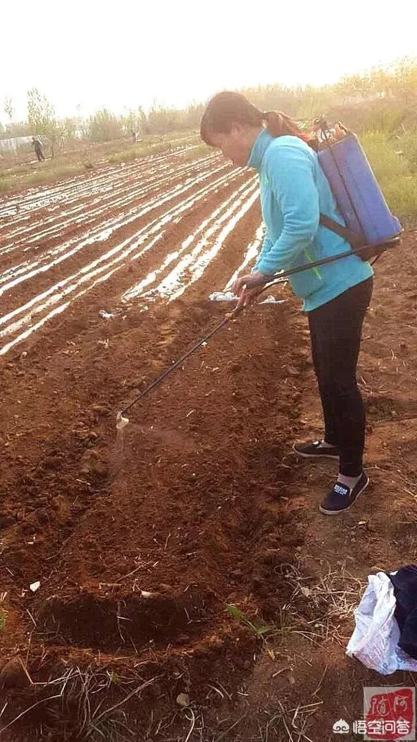 2019年花生米行情走势如何?