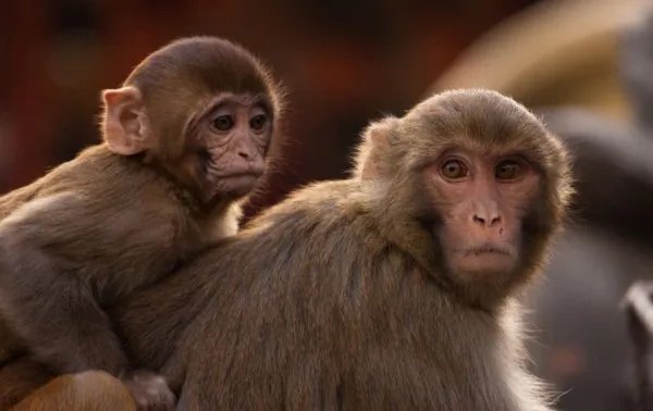 拥有和人类相似指纹的动物