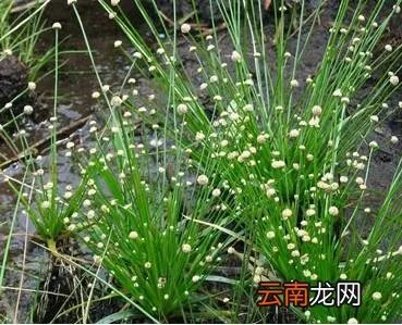 最美的35种水生植物花卉，好美！