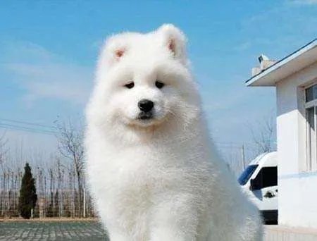 如何看待萨摩耶派出所报案这件事情？