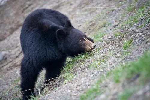 黑龙江一地发现黑熊在街道上奔跑：目测200斤，相关部门会采取什么措施？